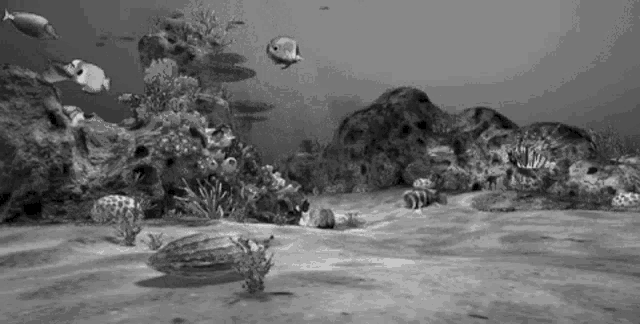 Aqurio